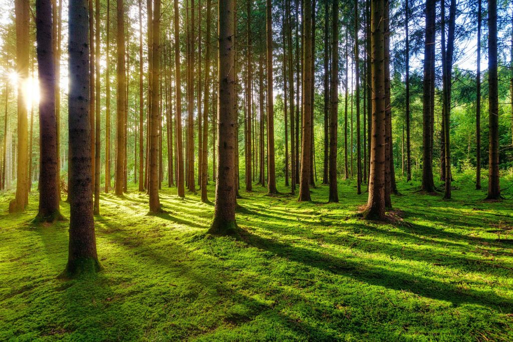 Differences in anthropogenic greenhouse gas emissions estimates explained